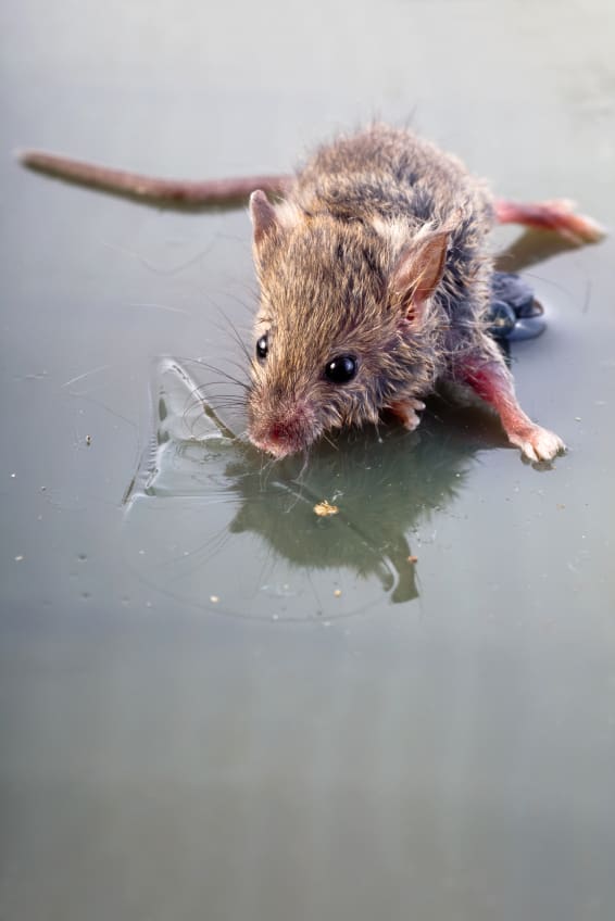 Tell stores to drop cruel glue traps - Vancouver Humane ...
