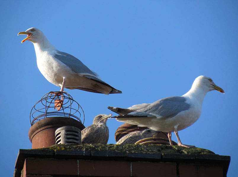 Do not disturb nesting seagulls.